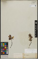 Foto von Salix waldsteiniana Willd.